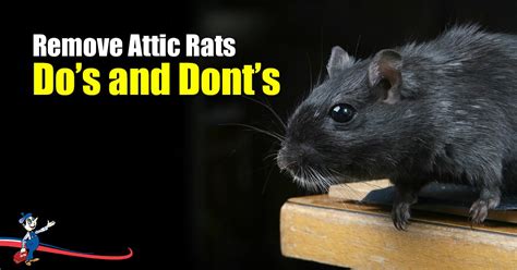 How to get rid of rats in attic. Things To Know About How to get rid of rats in attic. 